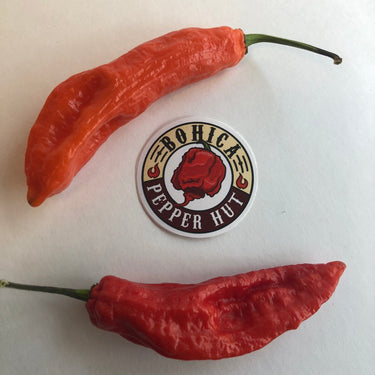 Jalapeno Ghostly - Seeds - The Pepper Pantry (Formerly Marie Sharp's)
